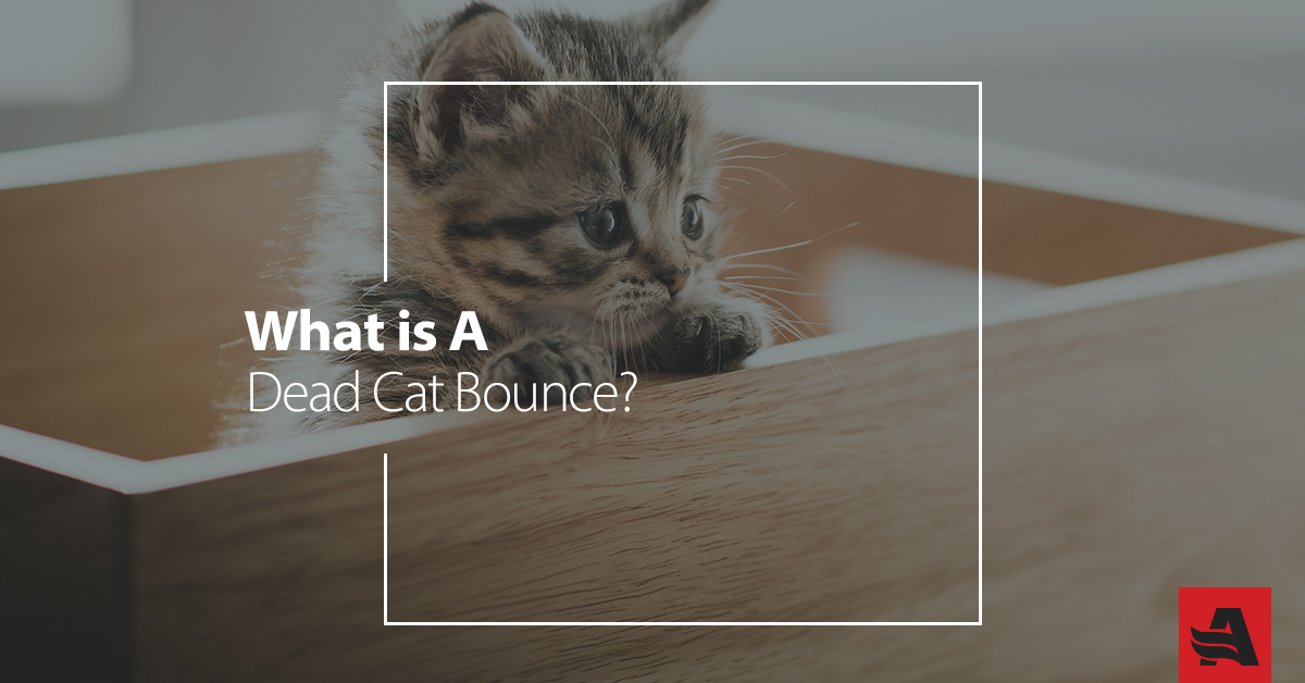 dead cat bounce