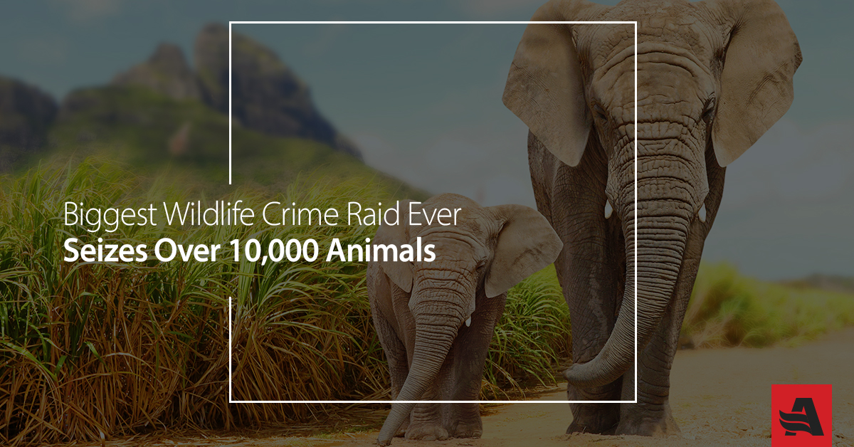 Biggest Wildlife Crime Raid Ever Seizes Over 10,000 Animals