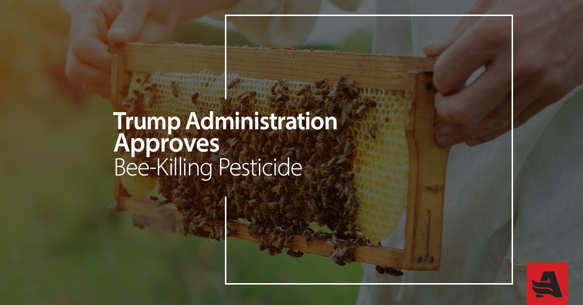 Trump Administration Approves Bee-Killing Pesticide