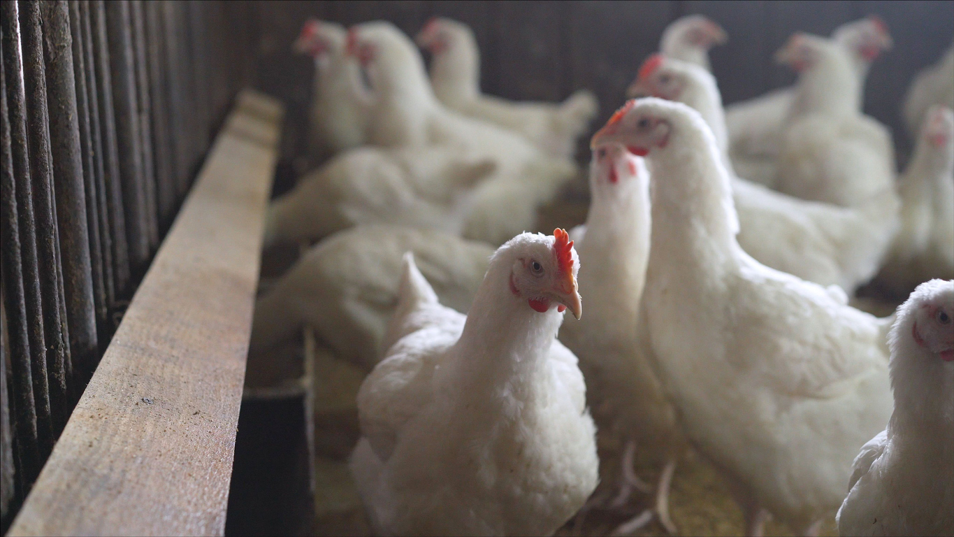 This is Why Chicken Stocks Are Likely to Climb Higher