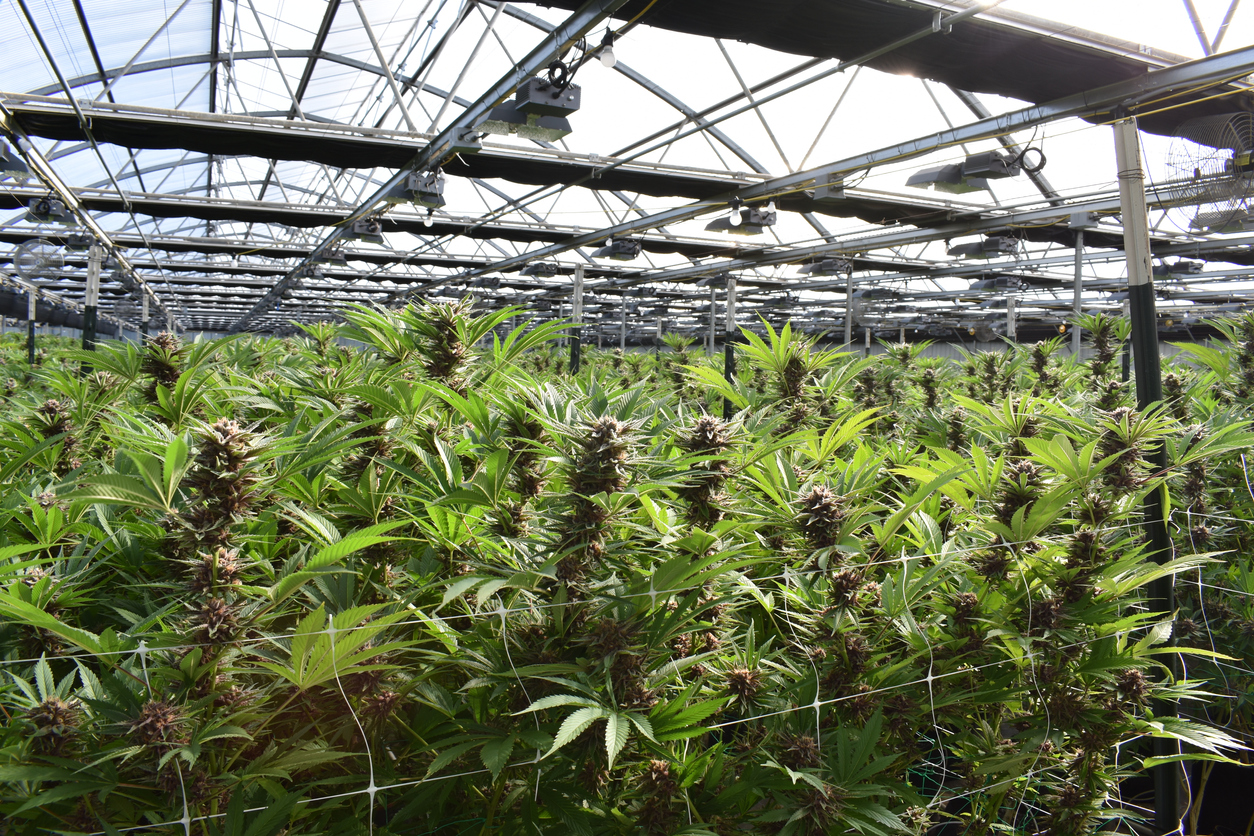 Why Cannabis Stocks Are Getting High Today